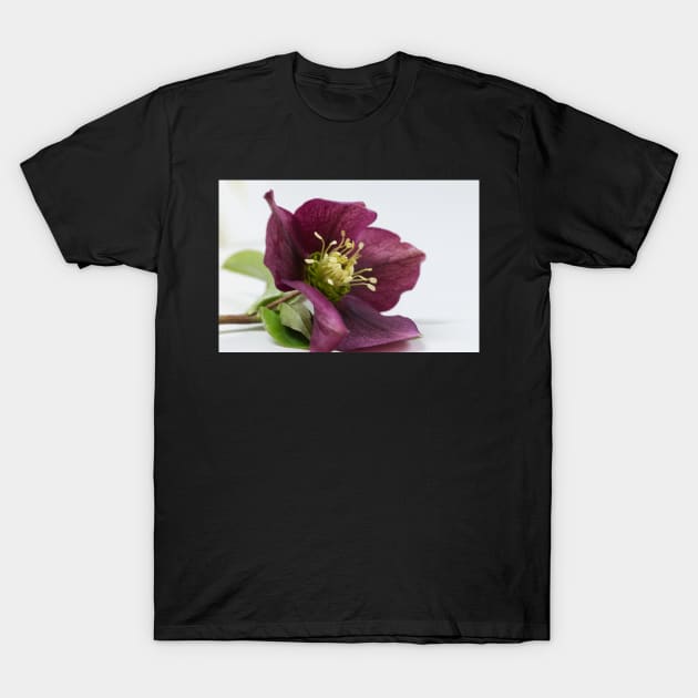 Hellebore T-Shirt by Bevlyn